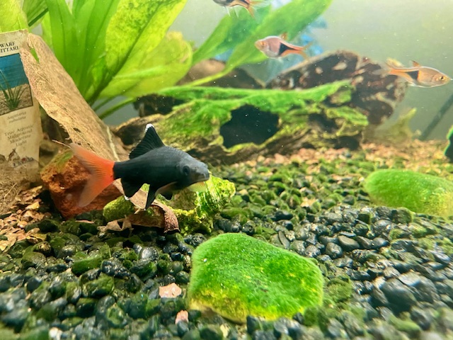 A photo sent in by a satisfied customer which displays the result of their custom, BubbleO7 Aquarium Ecology Management Plan with a plump Red-Tailed Black Shark (RTBS) and a particularly plump Harlequin Rasbora.